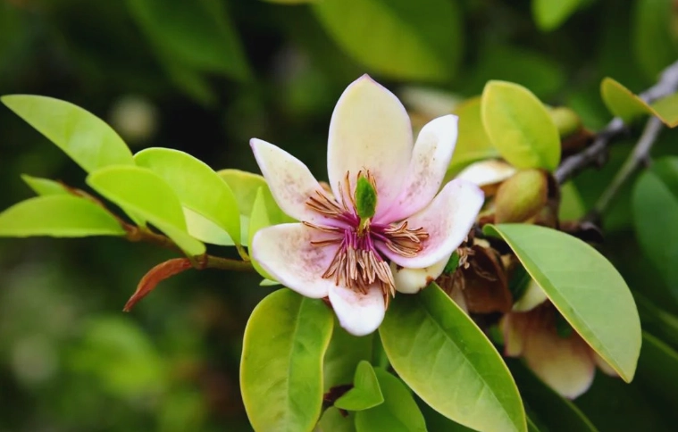 含笑花病蟲害防治