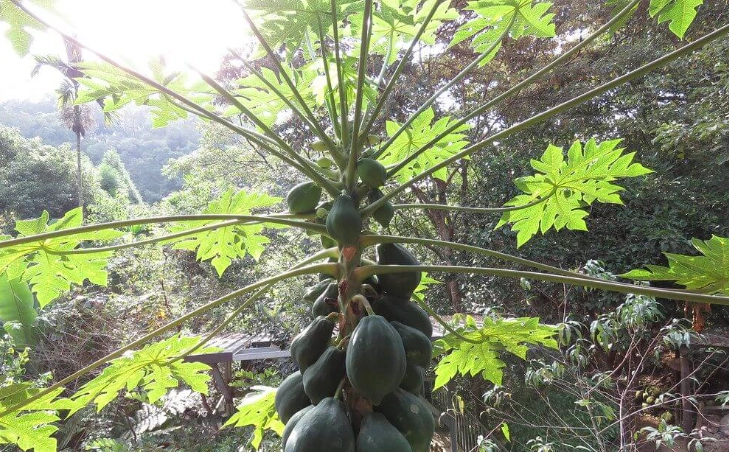 木瓜種子發芽技巧