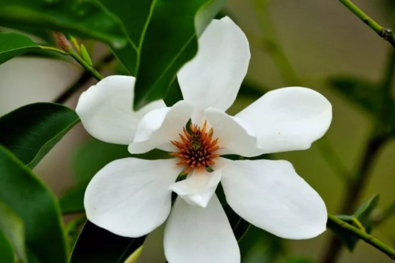 含笑花種植方法