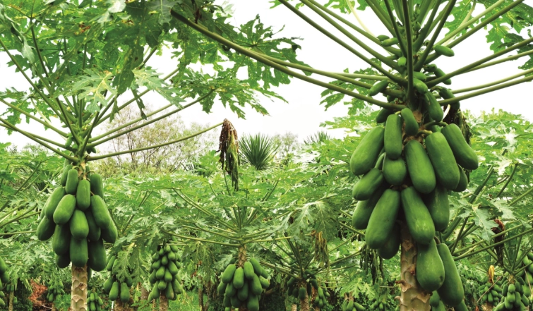 木瓜子種植方法