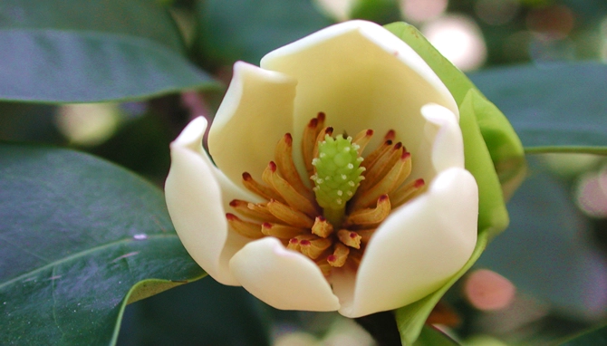 含笑花養護技巧