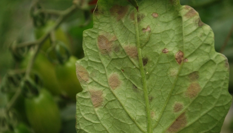 番茄黑斑病防治