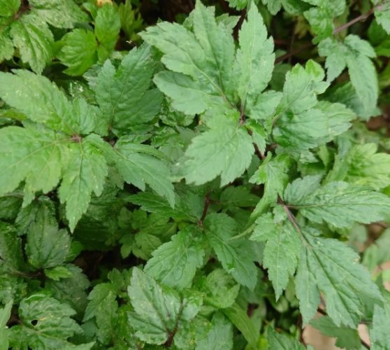 角菜營養 角菜營養
