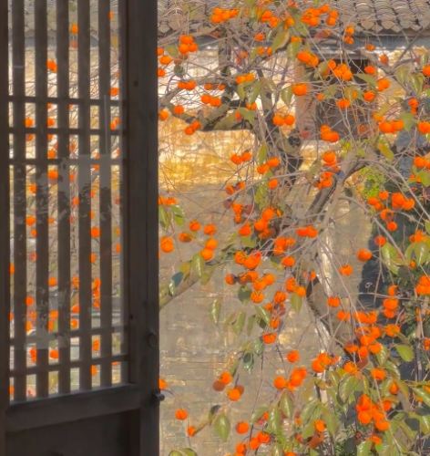 柿子樹品種 柿子樹品種