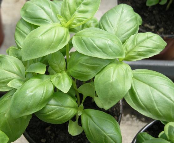 羅勒葉健康益處