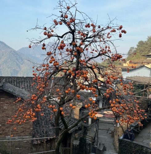 柿子樹養護 柿子樹養護