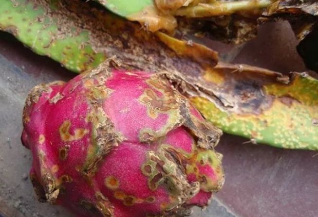 火龍果斑點防治