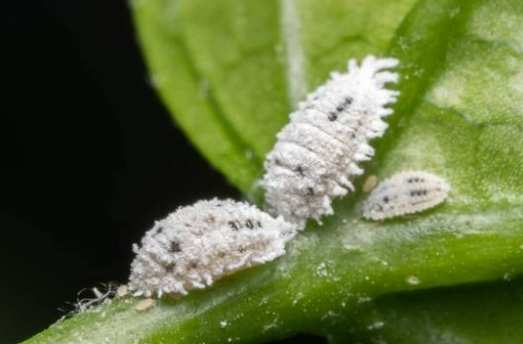 茉莉花種植方法