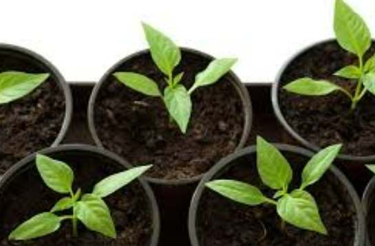 風車茉莉養護技巧