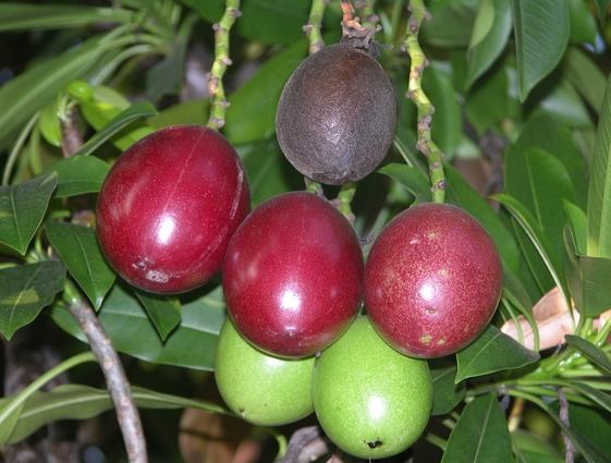 海檬果識別方法