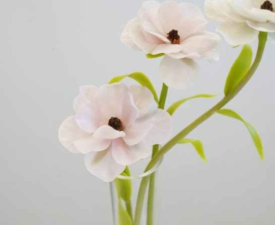 蝴蝶陸蓮花養護