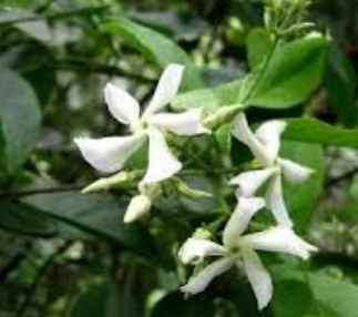 風車茉莉盆栽選購