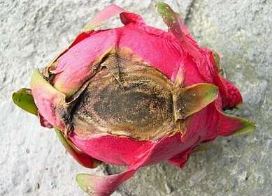 火龍果病害防治