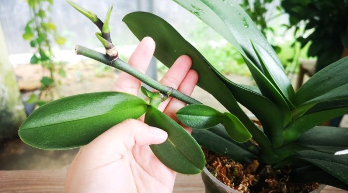 蘭花葉片繁殖方法