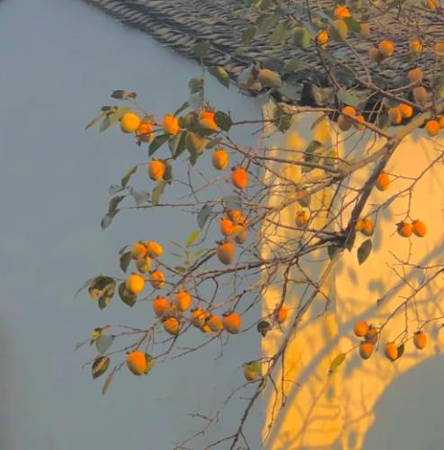 柿子樹養護 柿子樹養護