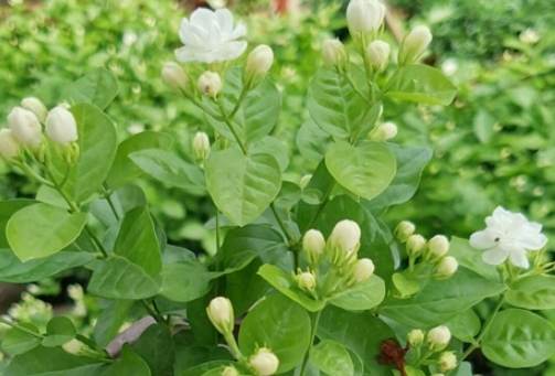 茉莉花種植方法