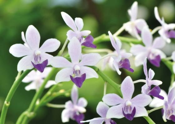 蝴蝶蘭花梗培植小苗