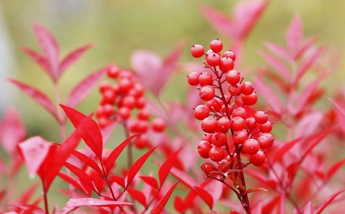 南天竹繁殖方法