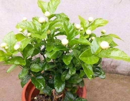 茉莉花盆栽技巧