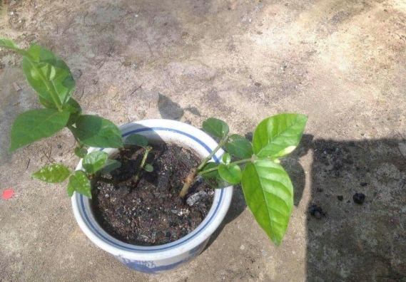 茉莉花種植方法 茉莉花種植方法
