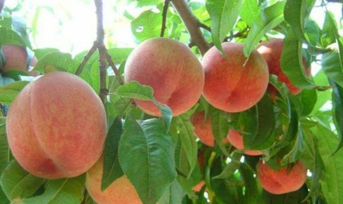 水蜜桃種植土壤