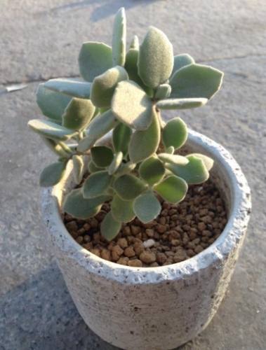 多肉植物千兔耳品種