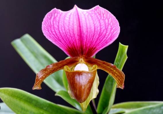 蘭花不開花原因