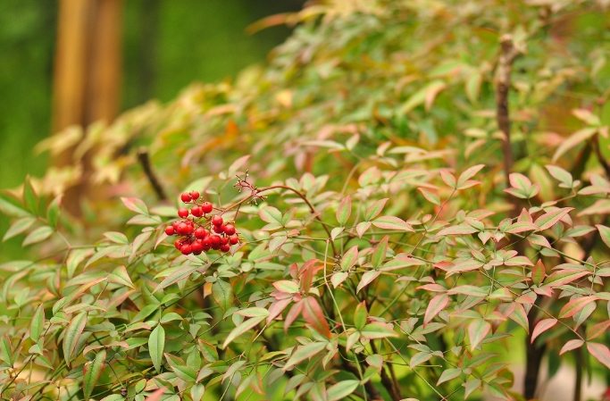 南天竹繁殖方法