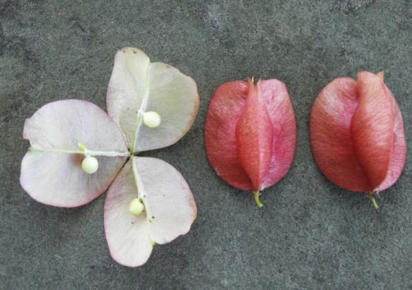 台灣欒樹種子取得