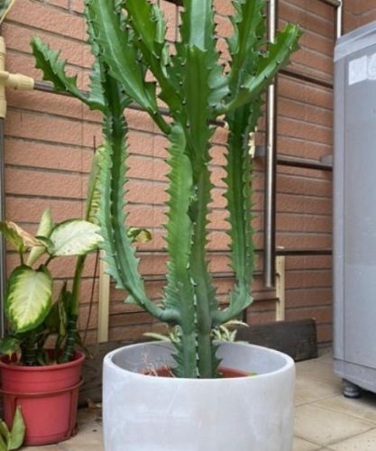 室內植物養護