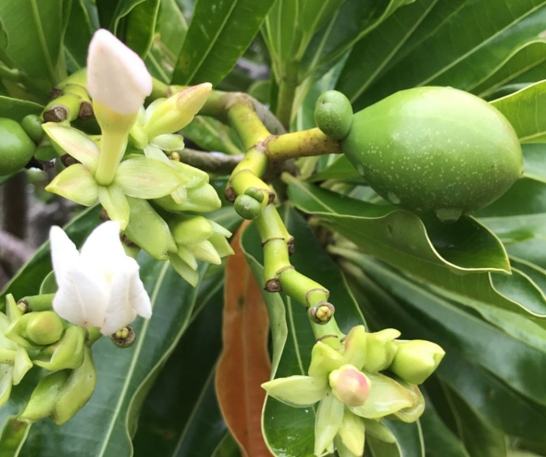 海檬果識別方法