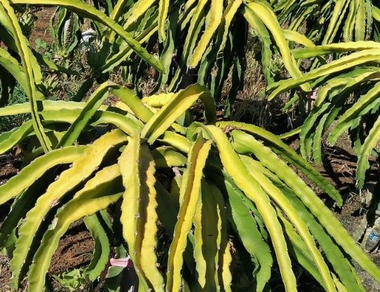 火龍果種植問題