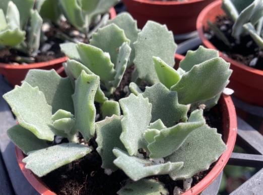 千兔耳養護方法