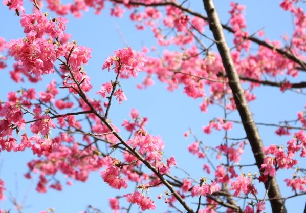 台灣櫻花季