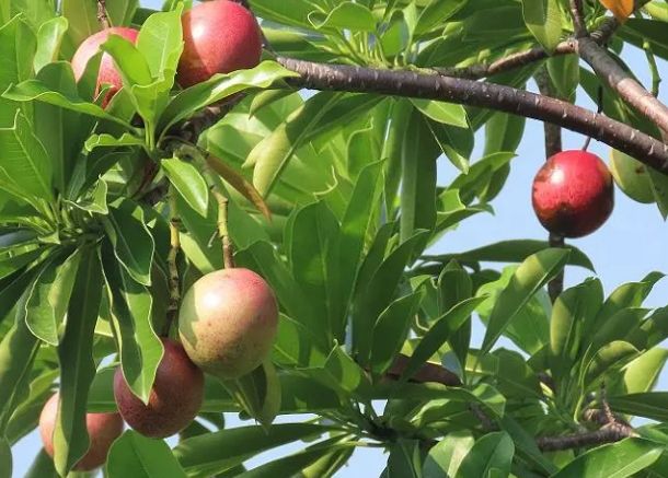 海檬果台灣分布