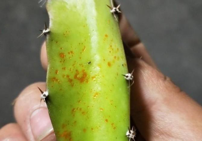 火龍果斑點防治