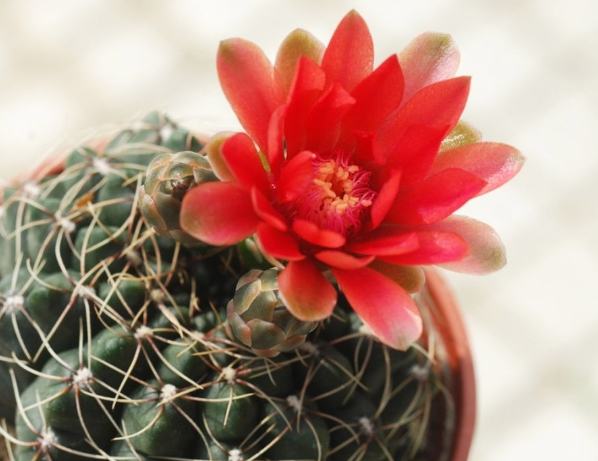 仙人掌開花原因