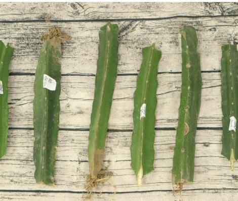 火龍果種植週期