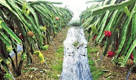 火龍果多久收成