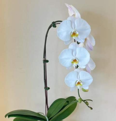 蝴蝶蘭常見問題