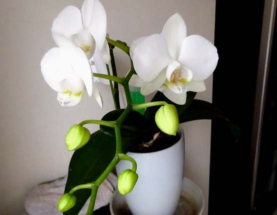 蝴蝶蘭的花梗培植小苗