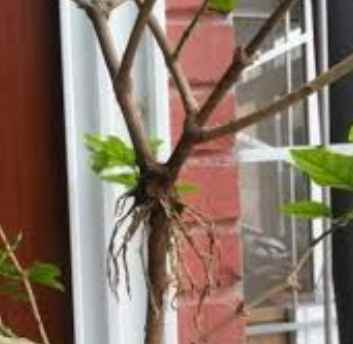 茉莉花壓條步驟