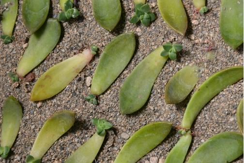 多肉葉孵只長根