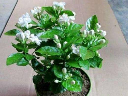 茉莉盆栽種植