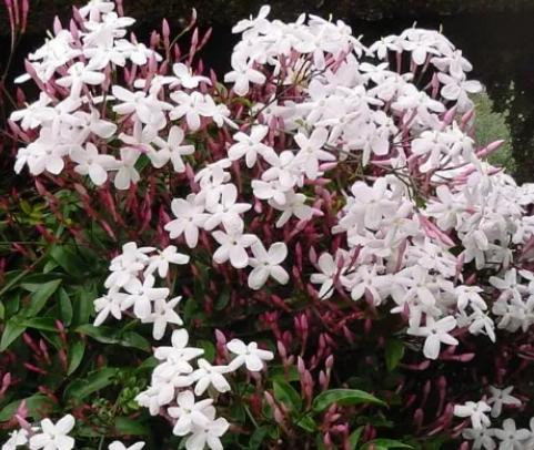 素馨花照顧技巧