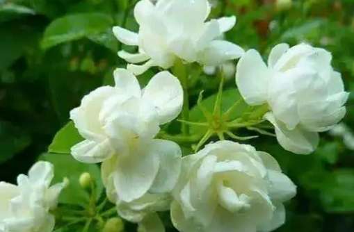茉莉花繁殖方法