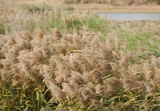 台灣蘆葦草景點