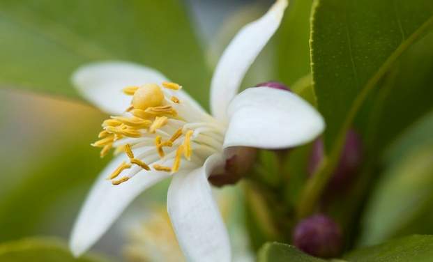 檸檬花用途