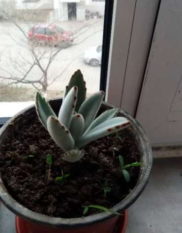 月兔耳徒長處理