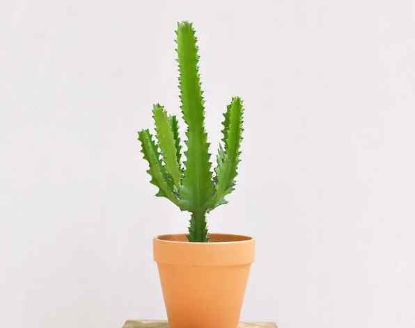 仙人掌照顧